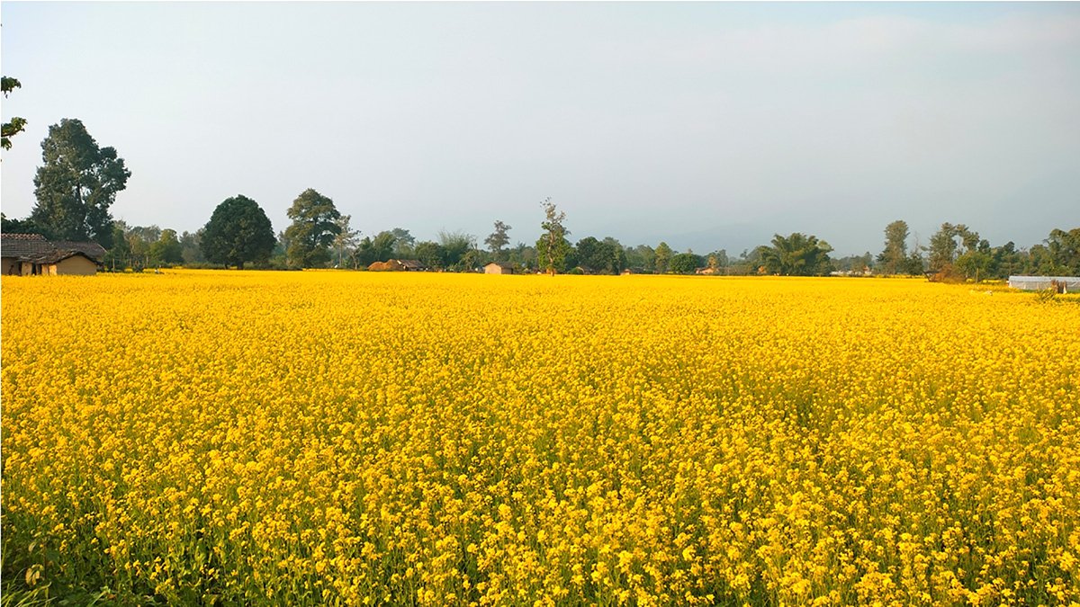 खेतबारीमा पहेँलपुर भएर फूलेको  तोरी (तस्बिर )