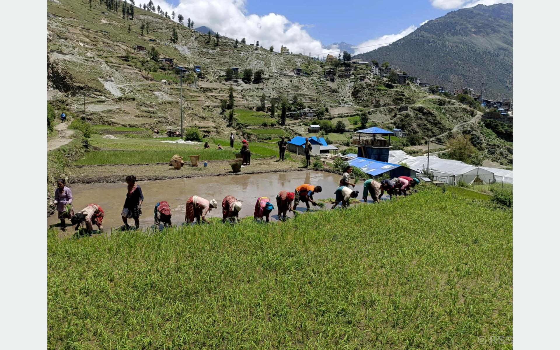 रोपाइँमा व्यस्त मुगुका किसान (तस्बिर)