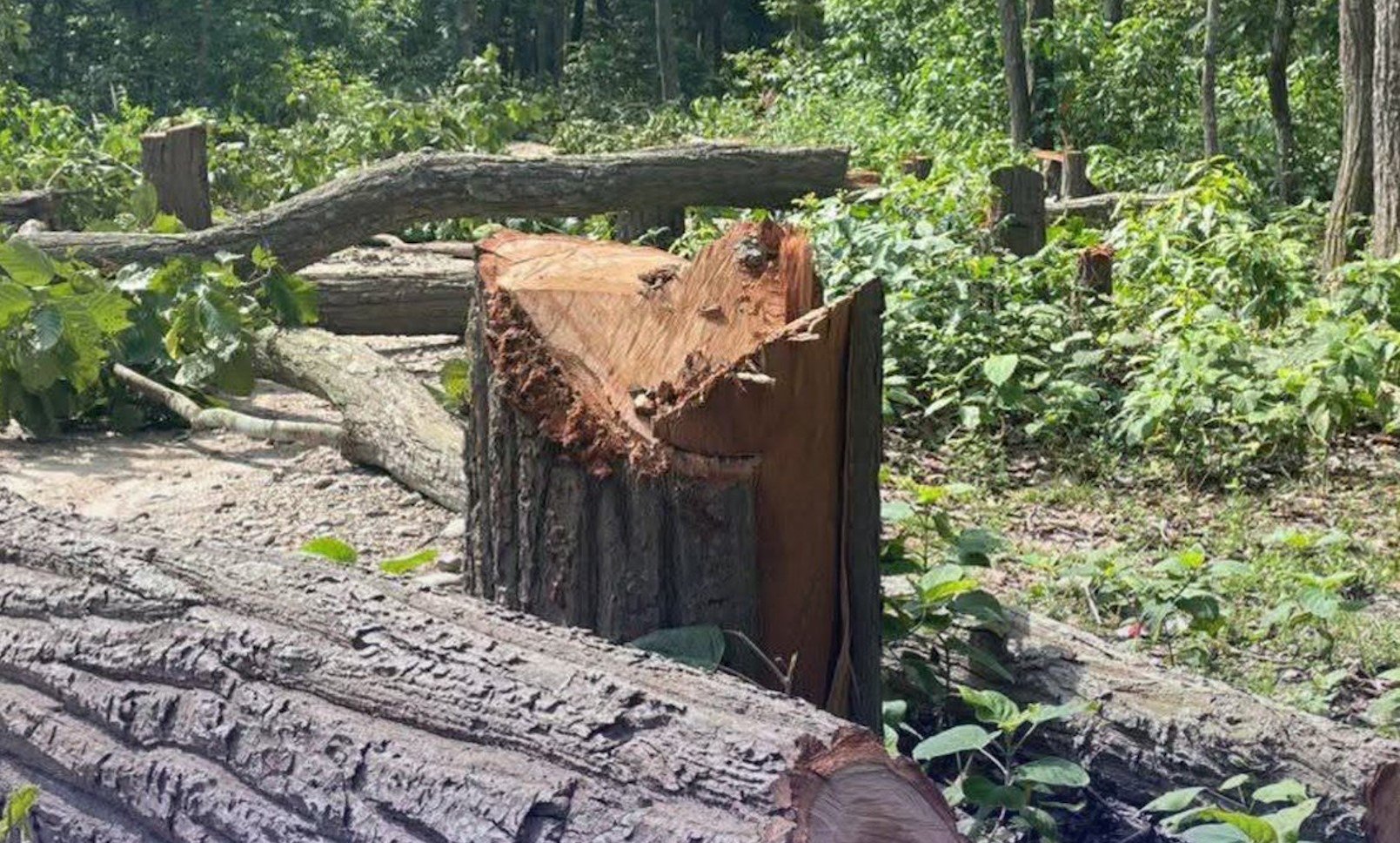 प्रसारण लाइन निर्माण गर्न चितवनतर्फ रुख कटान सुरु
