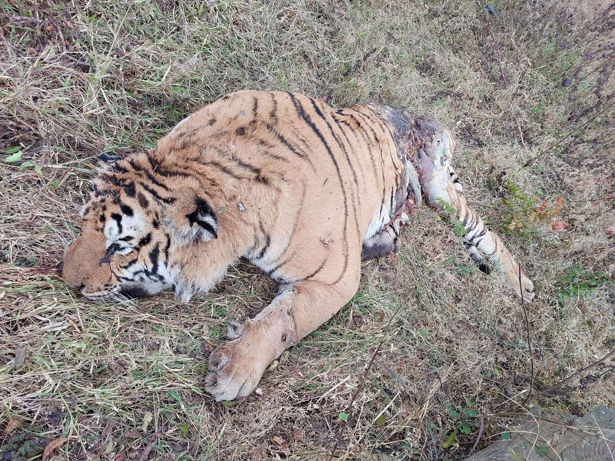 बाँकेमा पाटेबाघ मृतावस्थामा भेटियो