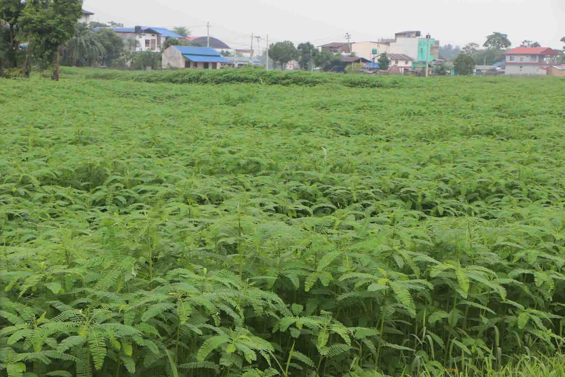 ढैंचा खेती