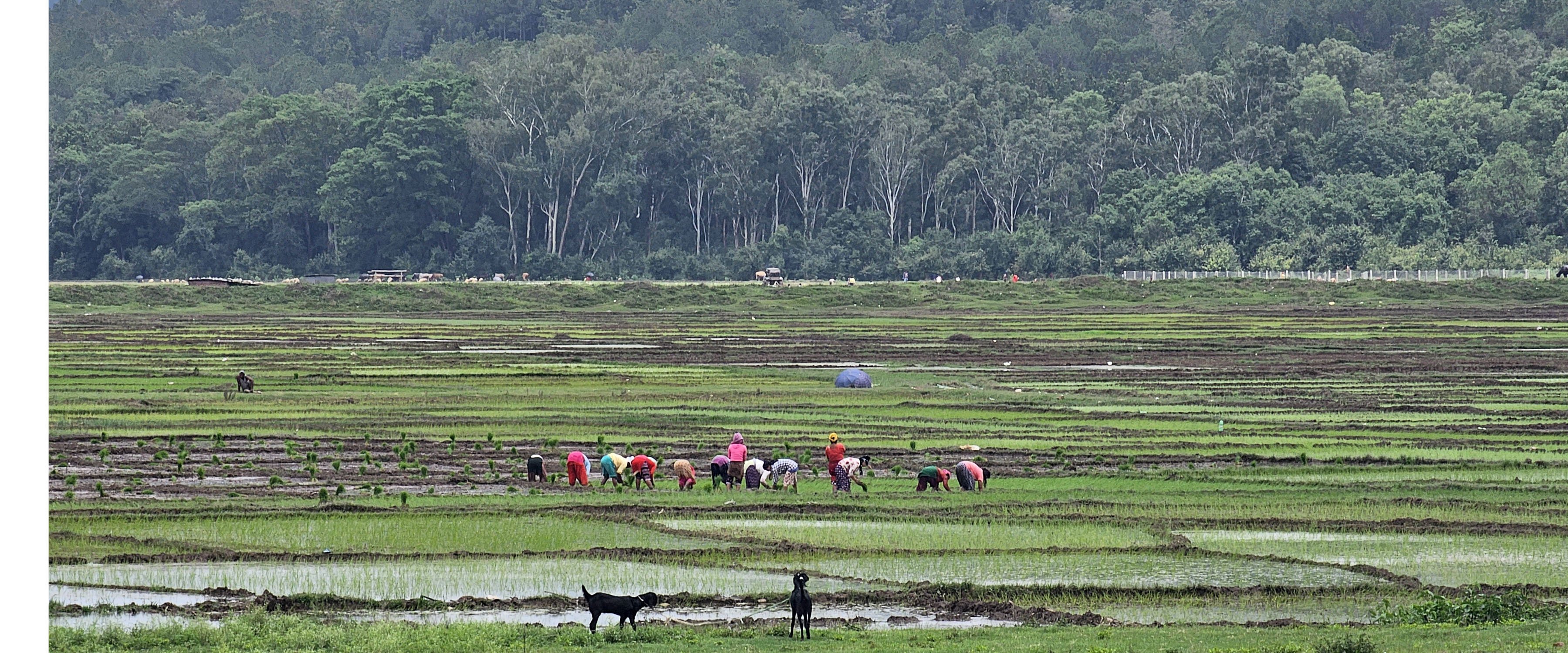 रोपाइँमा व्यस्त किसान