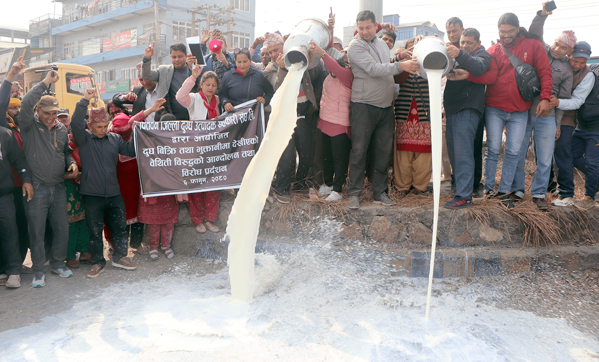 बक्यौता नपाएपछि सडकमा दूध पोखेर विरोधमा उत्रिए किशान