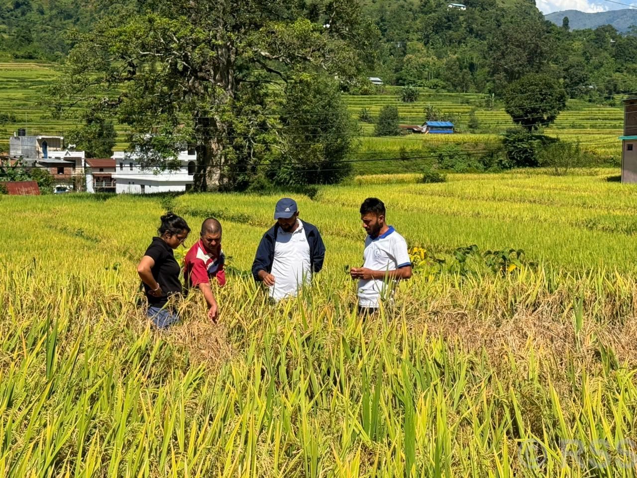 पर्वतको पैँयु र विहादी गाउँपालिकामा धानबालीमा फड्के कीराको संक्रमण