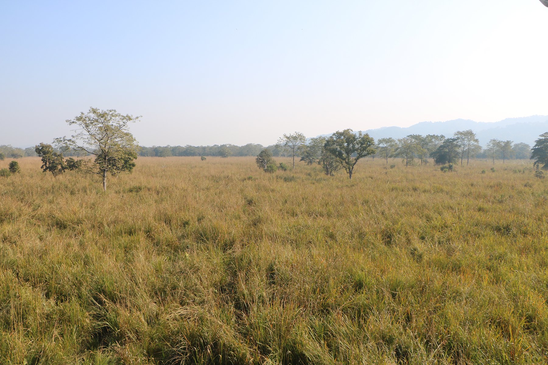 घाँसे मैदान (तस्बिर)