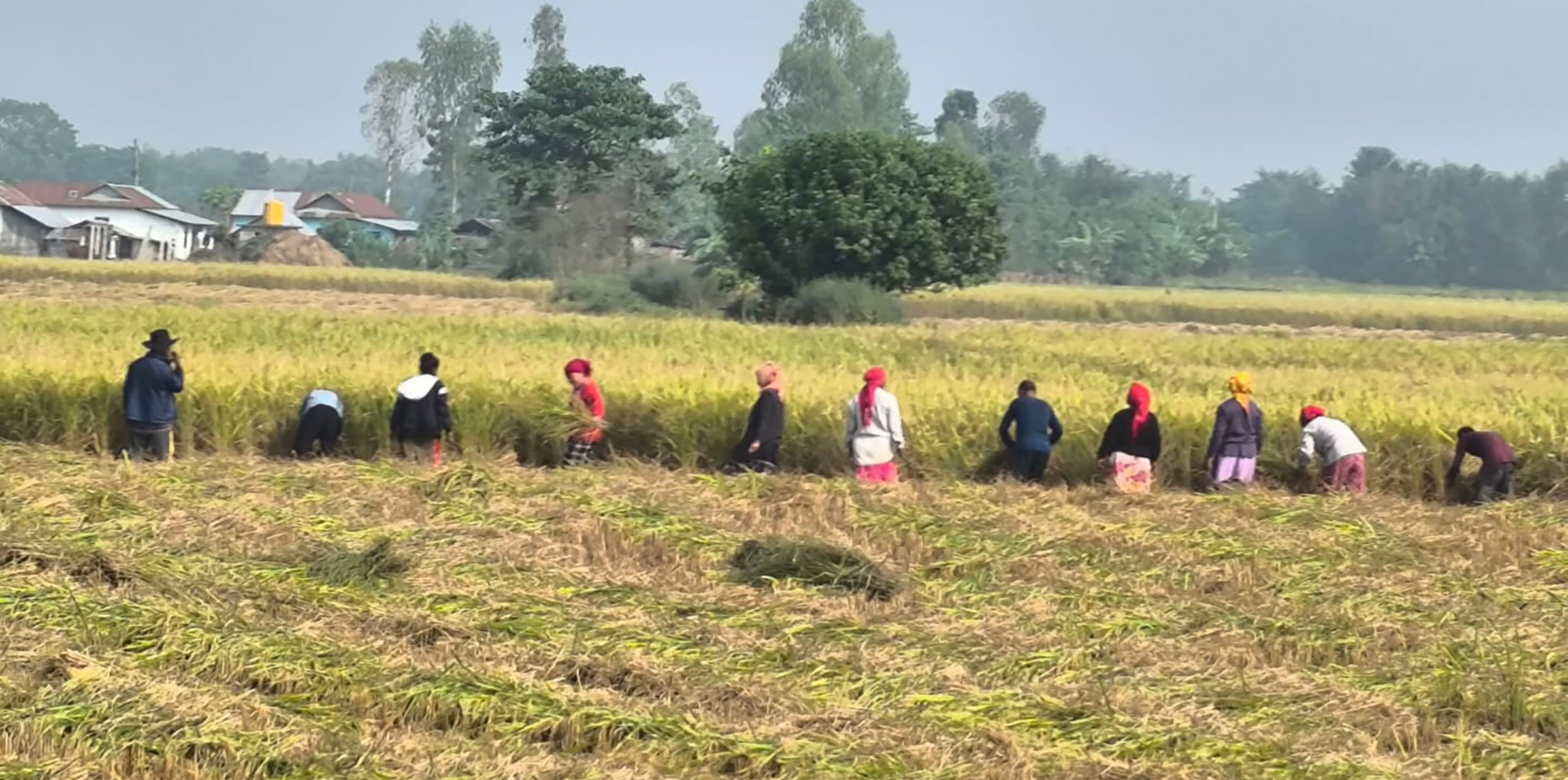 धान काट्दै किसान