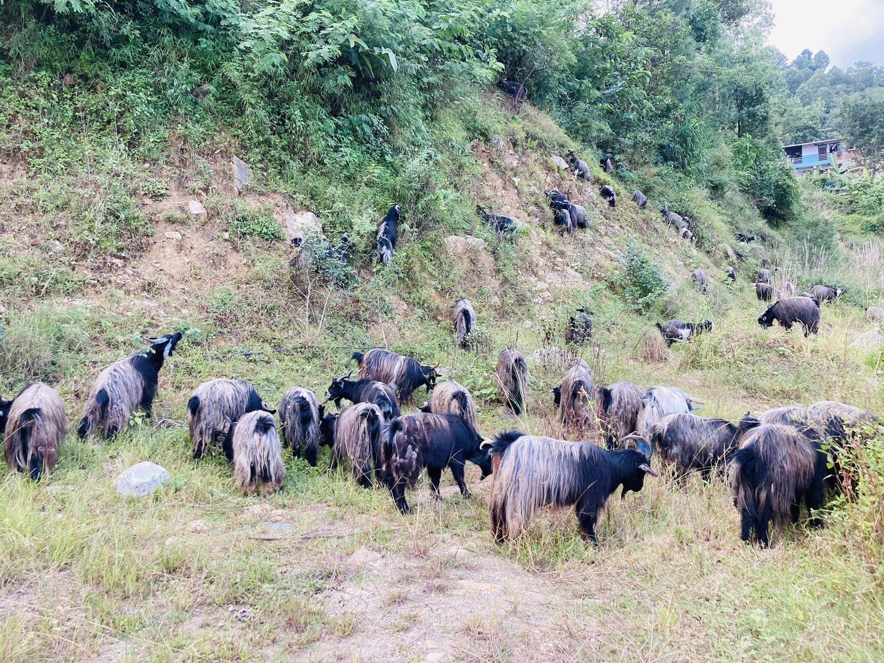 मुस्ताङी च्याङग्रा