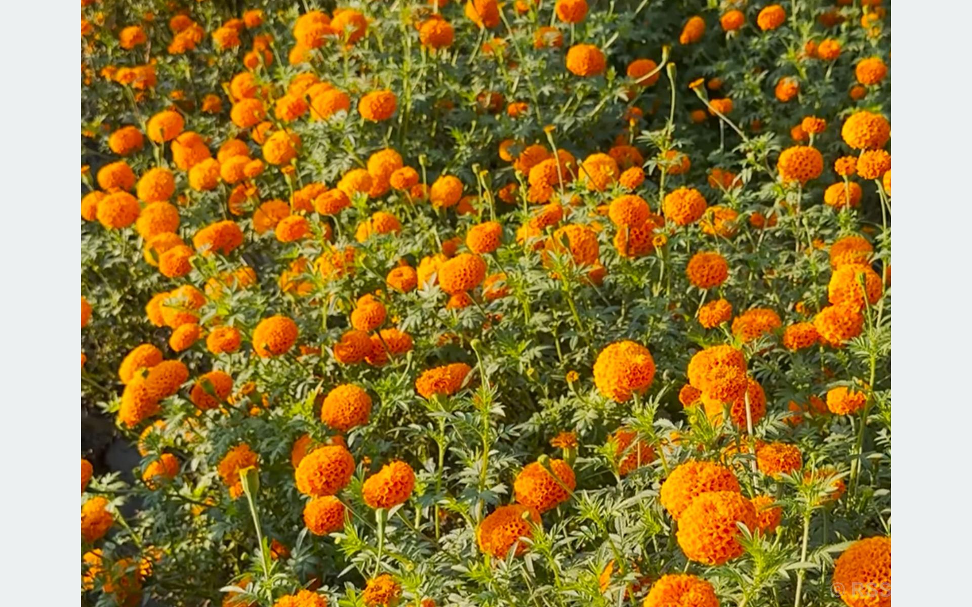 सामूहिक सयपत्री फूलखेतीबाट आत्मनिर्भर बन्दै म्याग्दे गाउँपालिकाका महिला