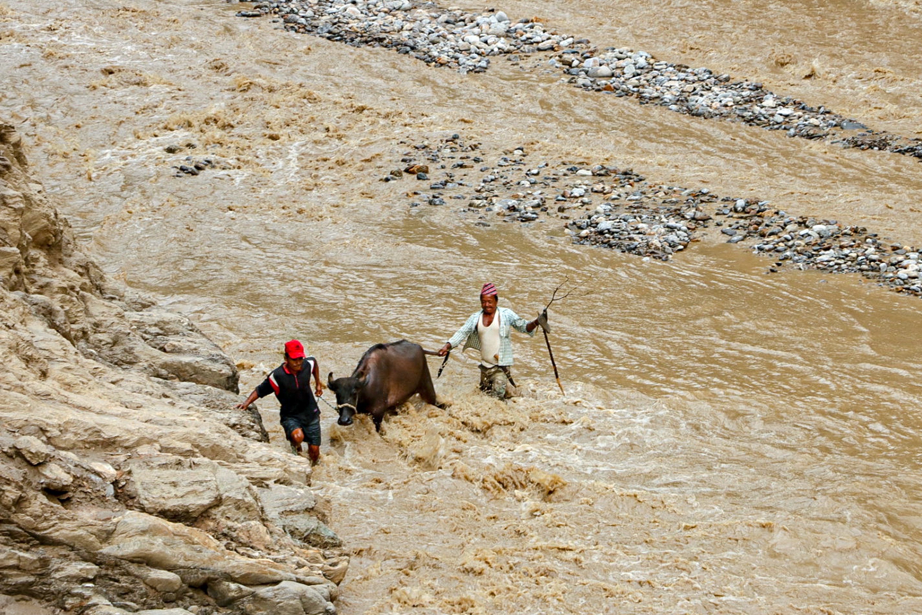 पशुलाई सुरक्षित स्थलतर्फ लगिँदै