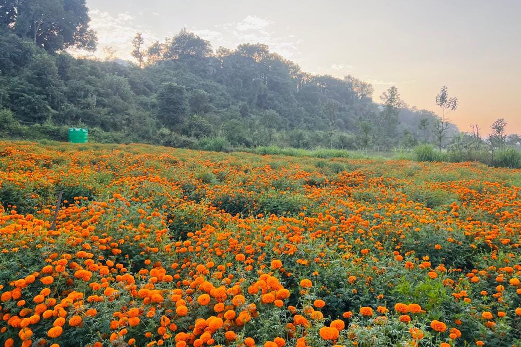 व्यावसायिक रुपमा गरिएको सयपत्री फूल खेती