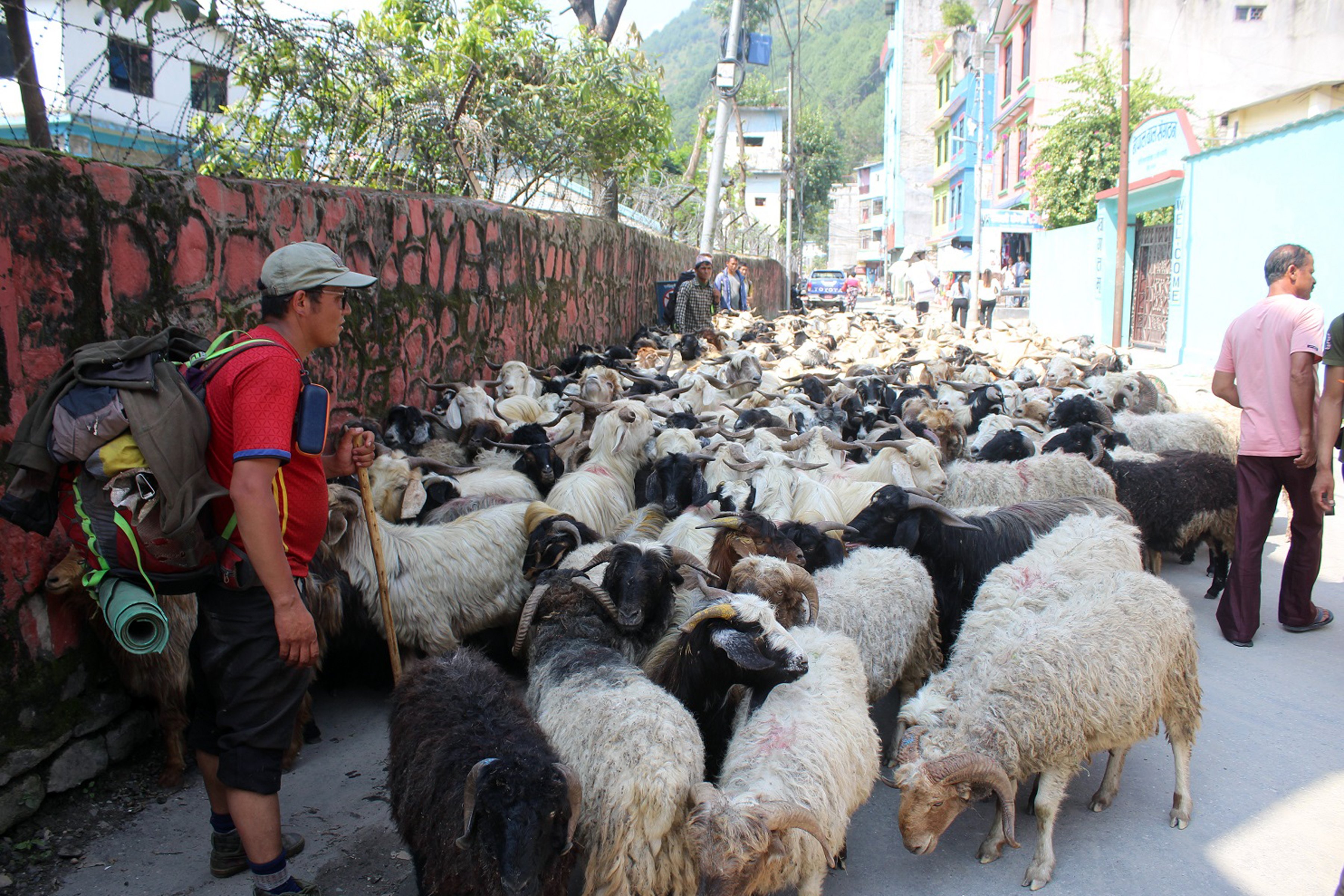तिहारका लागि मुस्ताङबाट ४ हजार भेडाच्याङग्रा बिक्री