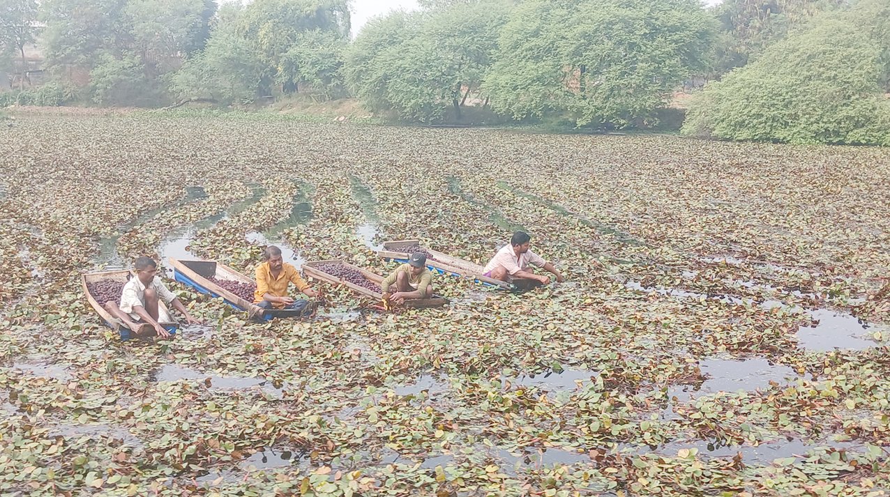 व्यावसायिक सिँगडाखेतीबाट गाउँमै लाखौँ आम्दानी