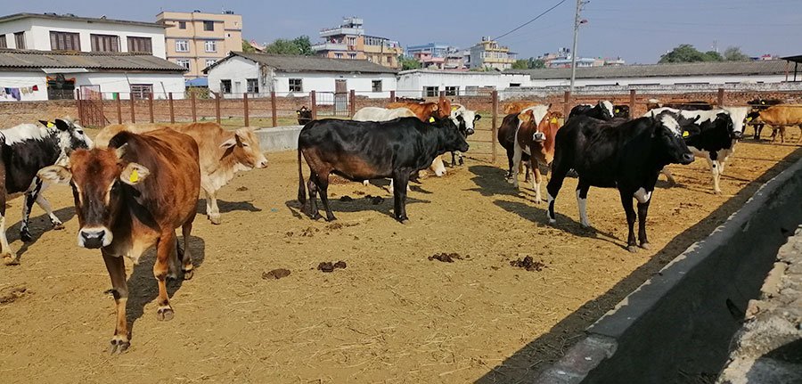 दुई वर्षभित्र खोरेत रोग उन्मूलन गर्ने सरकारको घोषणा