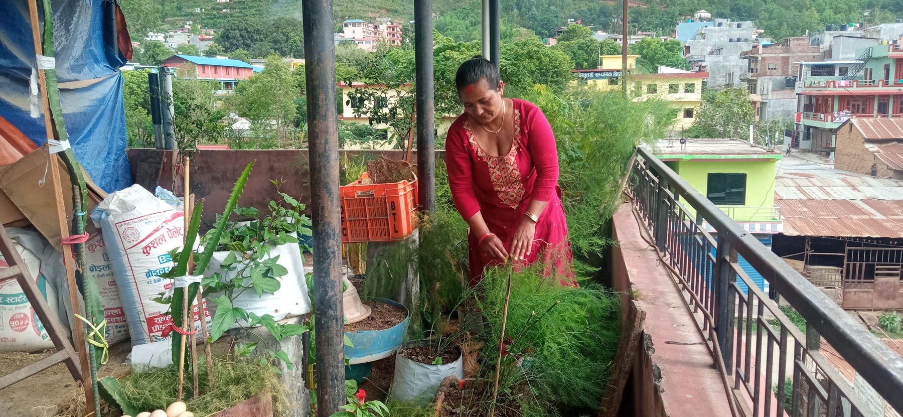 घरको छतमा कुरिलो खेती
