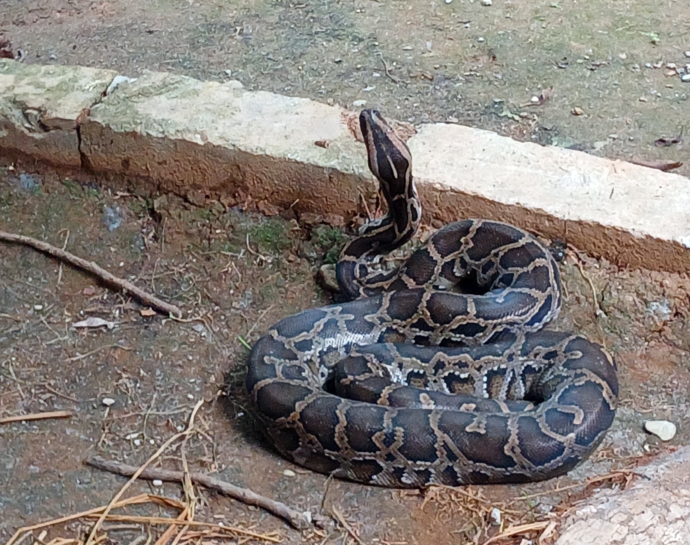 अजिङ्गर