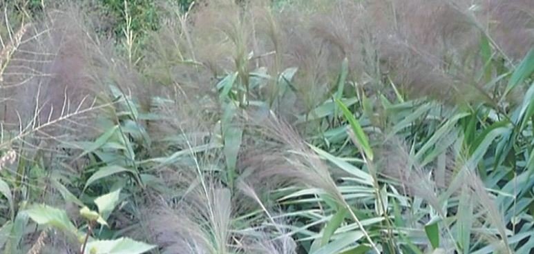१२ करोड ७ लाख रुपैयाँको अम्रिसो निर्यात