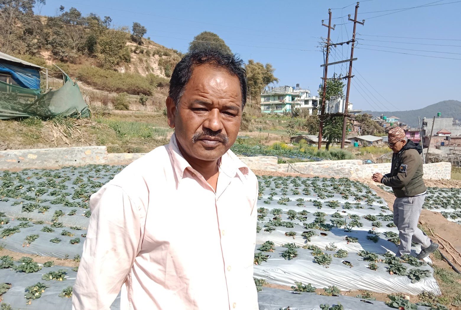 स्ट्रबेरीखेतीबाट लाखौँ आम्दानी गर्दै बनेपाका मुक्ति विष्ट
