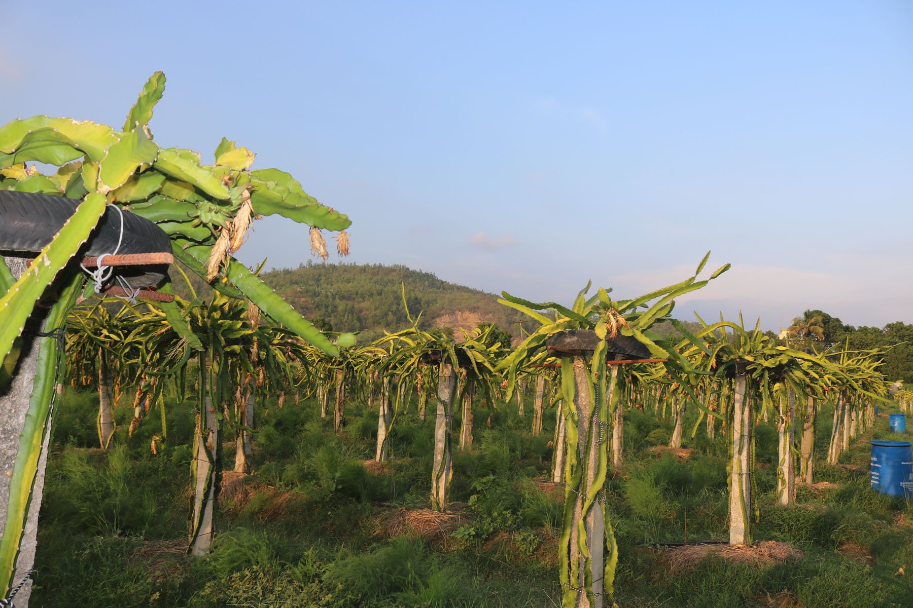 ड्रागन फल र बिरुवाबाट आम्दानी गरिँदै