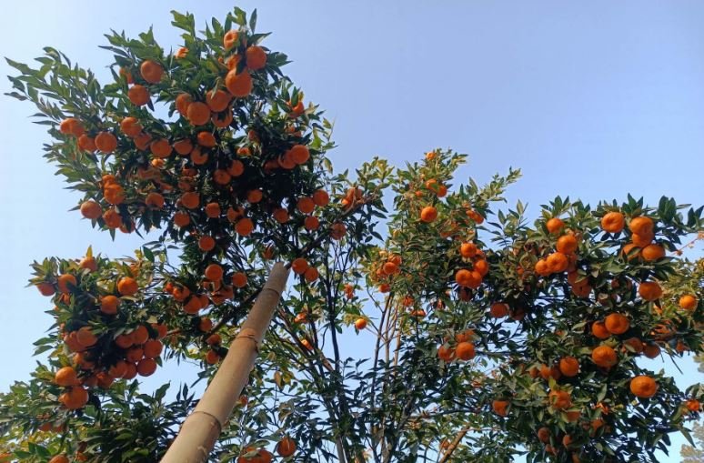 सुन्तलालाई टेको