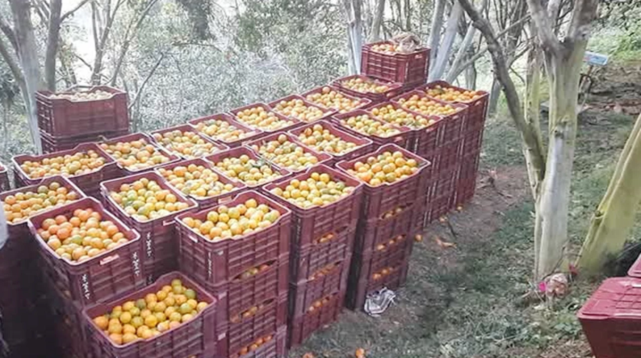 सुन्तला किन्न व्यापारी बगैँचामा, किसान भन्छन्- ‘बजार नपाउला भन्ने चिन्ता छैन ’