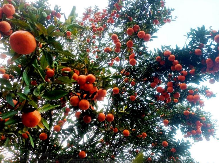 म्याग्दीमा २० करोडको सुन्तला !
