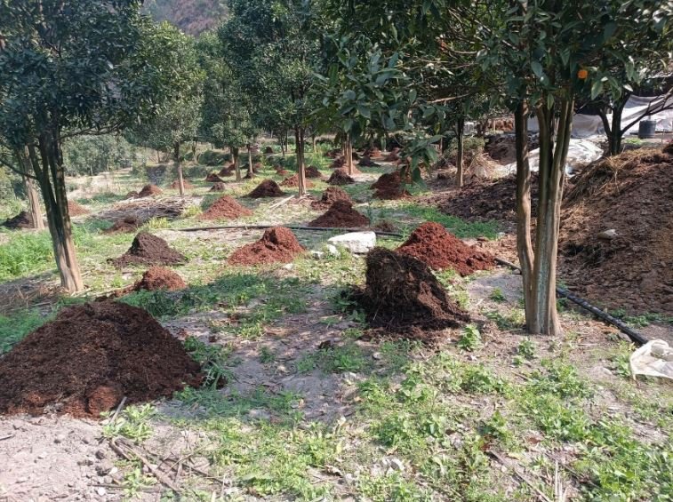 सुन्तलालाई मल