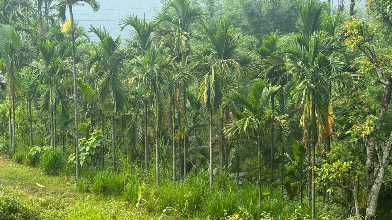 सुपारीखेतीमा इलामका किसानको लगाव