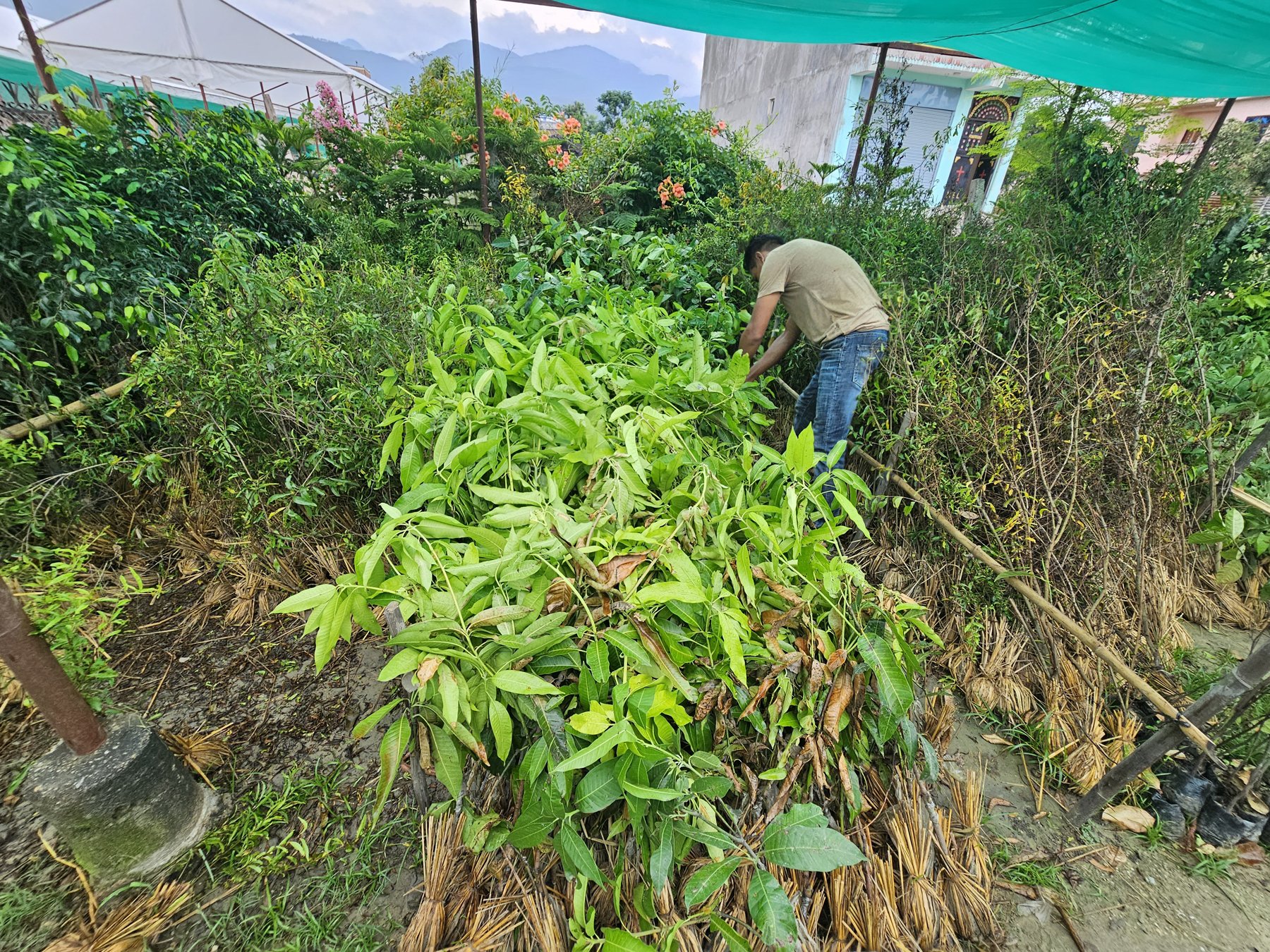 बिक्रीका लागि आँपका बिरुवा