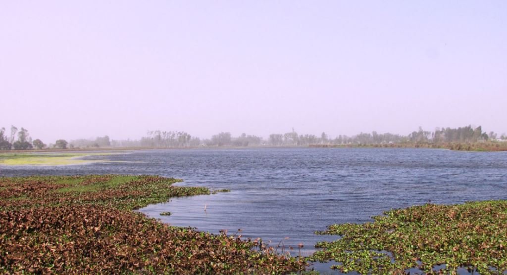 पुरैना ताल