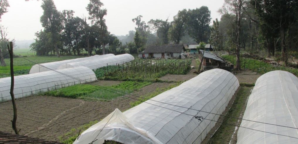 तरकारी खेतीका लागि निर्माण गरिएका प्लाष्टिक टनेल