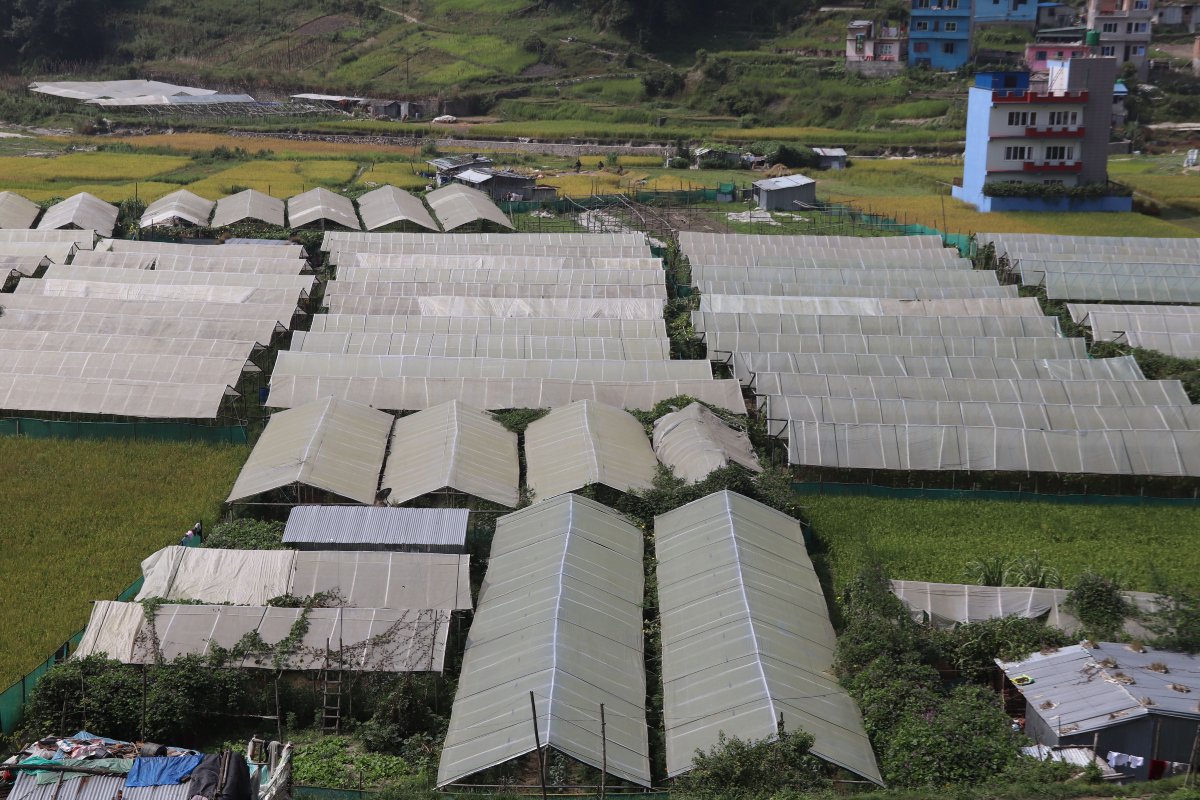 दाङमा ८७७ वटा व्यावसायिक फर्म बन्द