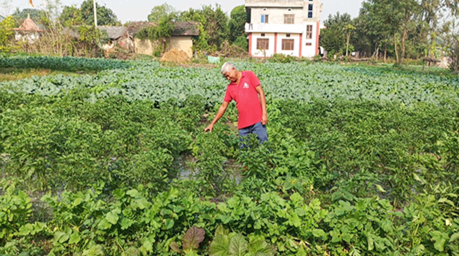 आम्दानीको स्रोत तरकारीखेती