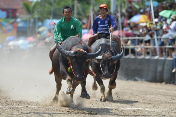 थाइल्याण्डमा रोचक भैंसी दौड प्रतियोगिता
