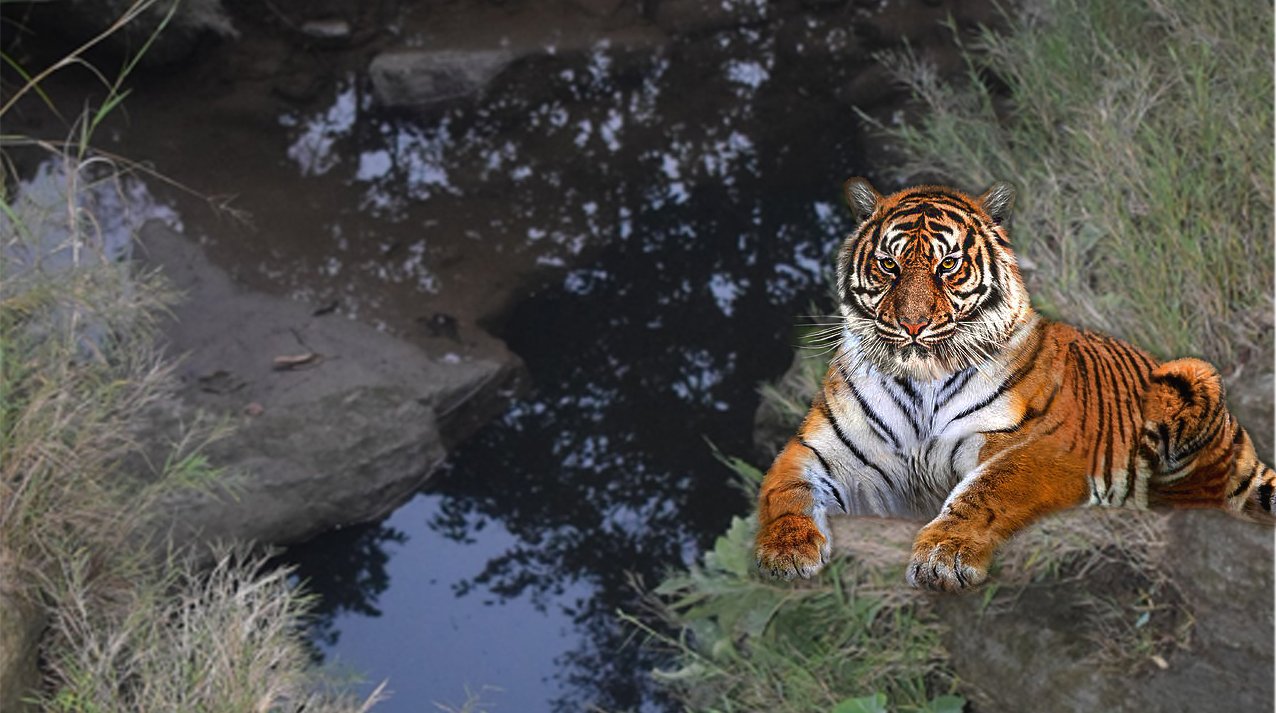 tiger