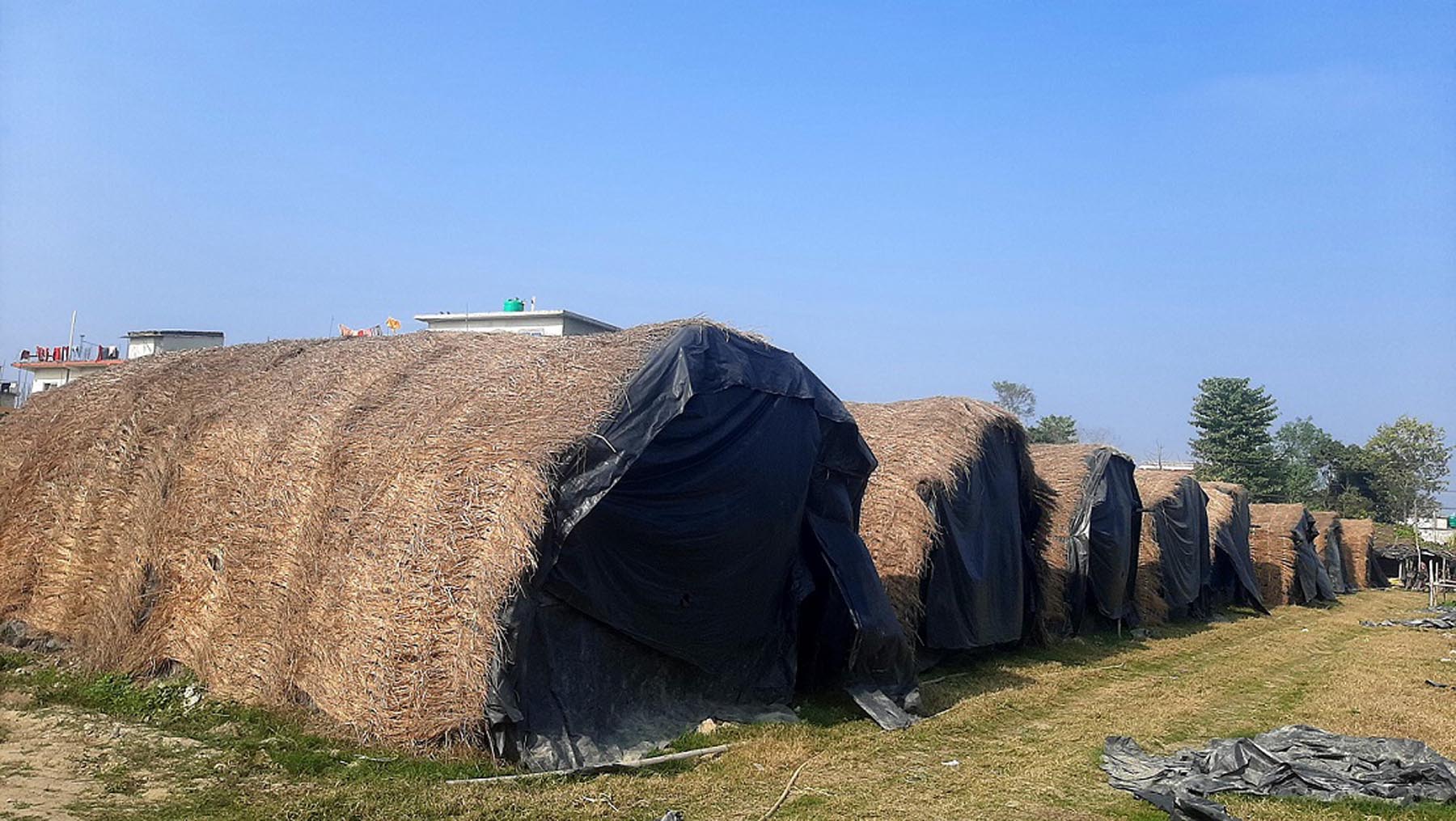च्याउ उत्पादनका लागि निर्माण गरेका टहरा