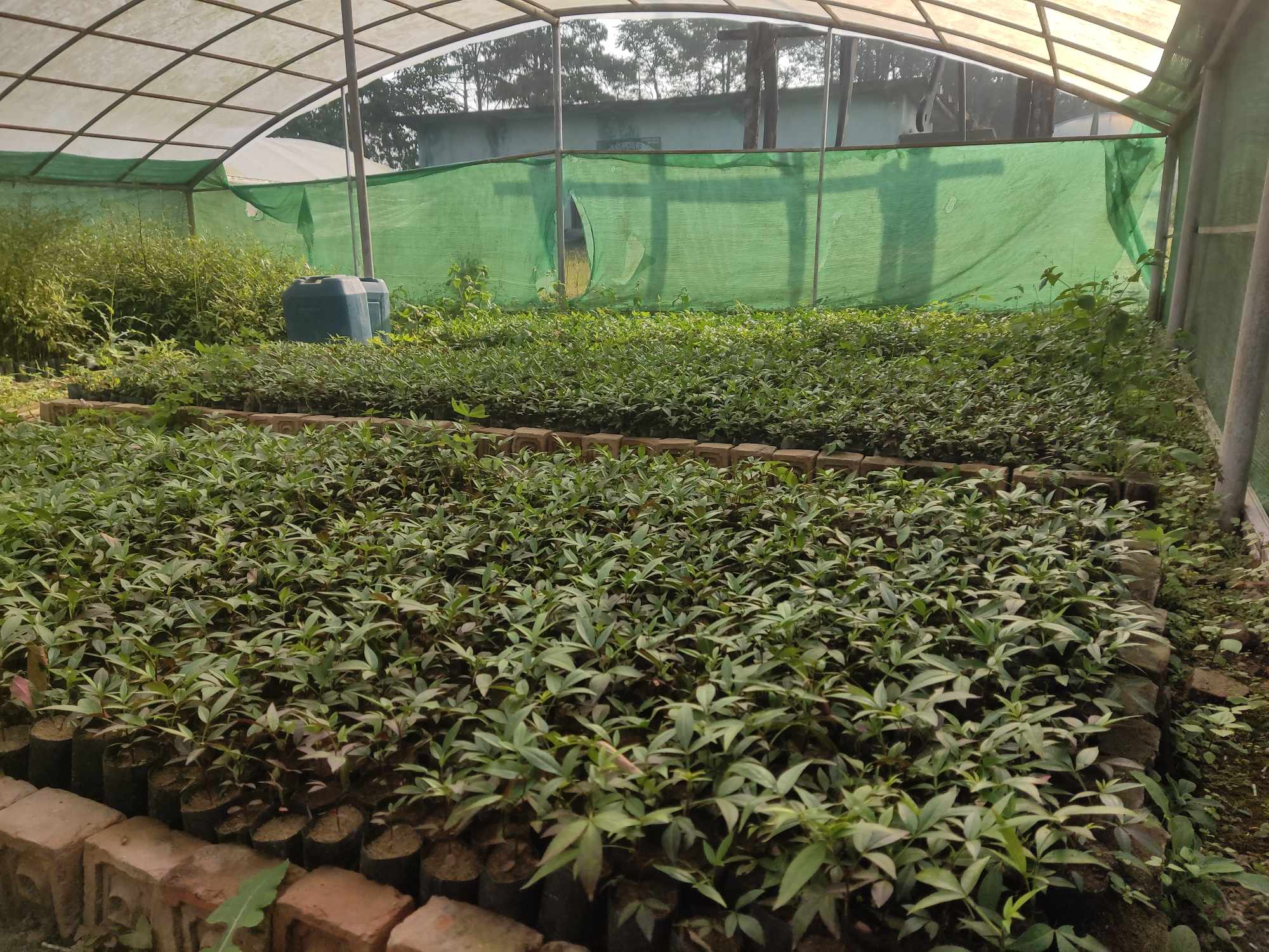 टिमुरका बिरुवा बचेर वार्षिक दुई लाख बढी आम्दानी