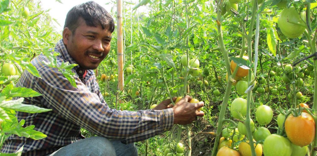 गोलभेडा खेतीबाट मनग्य आम्दानी गर्दै व्यवसायी चौधरी