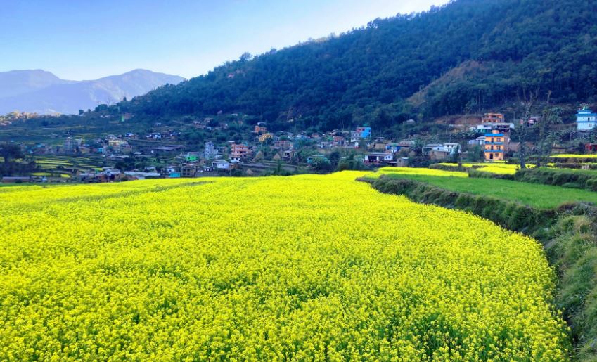 कुँडुले गाउँमा पहेंलपुर तोरी