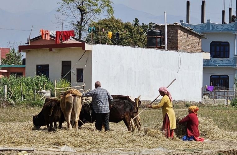 कृषक दाइँ गर्दै तोरी