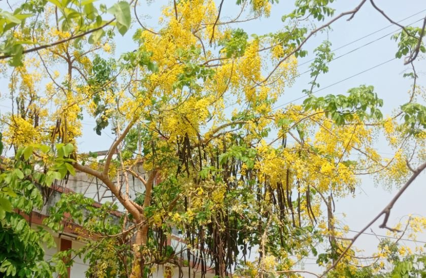 राजवृक्ष