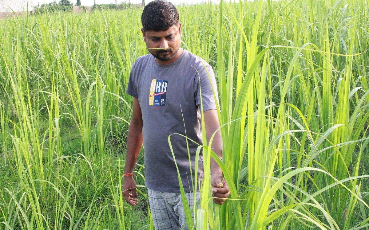 वैदेशिक रोजगारको विकल्प बनेको उखुखेती, वार्षिक आठ लाख आम्दानी