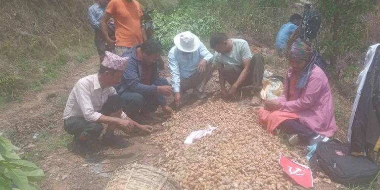 तनहुँको श्याम्घामा पचास रोपनीमा अदुवाखेती