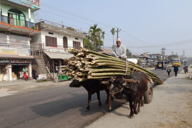 गाडामा बिक्रीका लागि बाँस ल्याउँदै