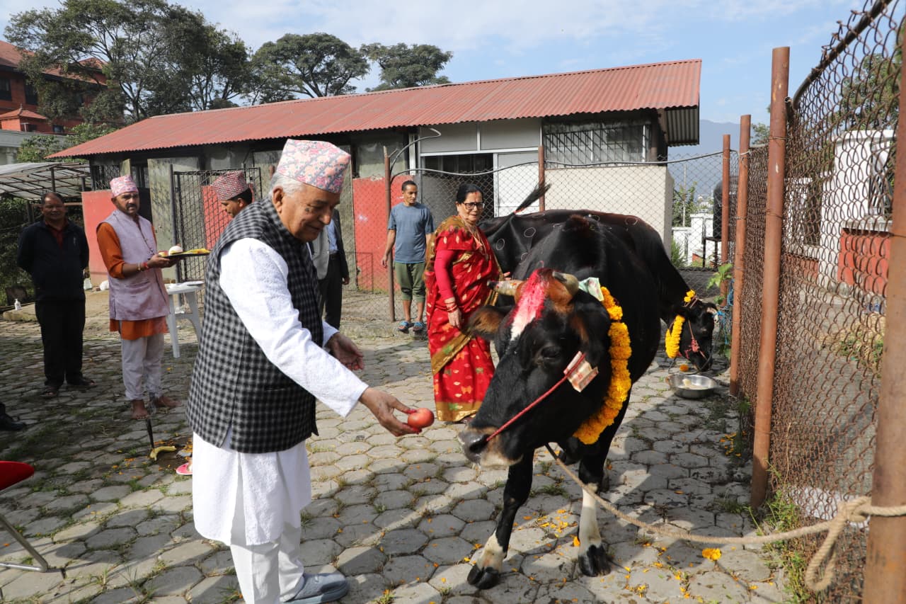 राष्ट्रपति पौडेलले गरे गाई पूजा (तस्बिरहरु)