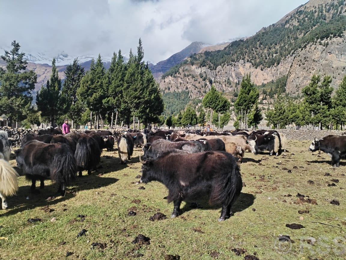 हिमपातपछि मुस्ताङका याकचौँरी बेँसीमा स्थान्तरण