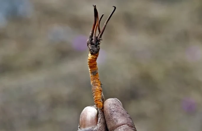 नेपालले निर्यात गर्यो ४० करोडको यार्सागुम्बा