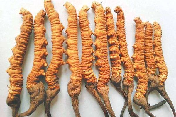 किन घट्दैछ यार्सा गुम्बाको उत्पादन ?