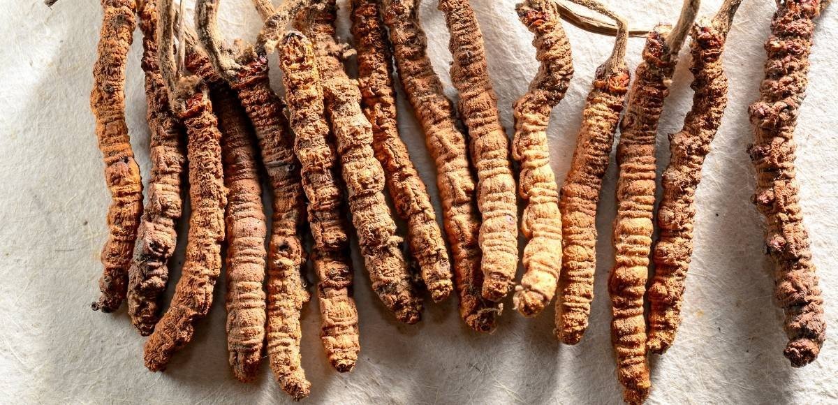 नेपालबाट ३० करोडको यार्सागुम्बा निर्यात