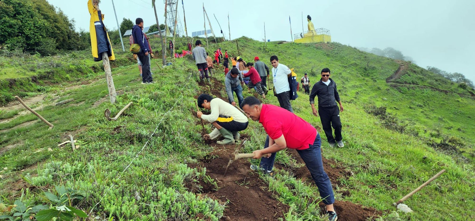 अरुण डाँडामा चियाको बिरुवा