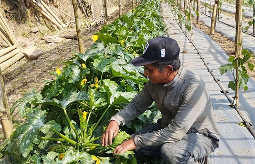 तरकारी खेतीबाट वार्षिक सात लाख आम्दानी